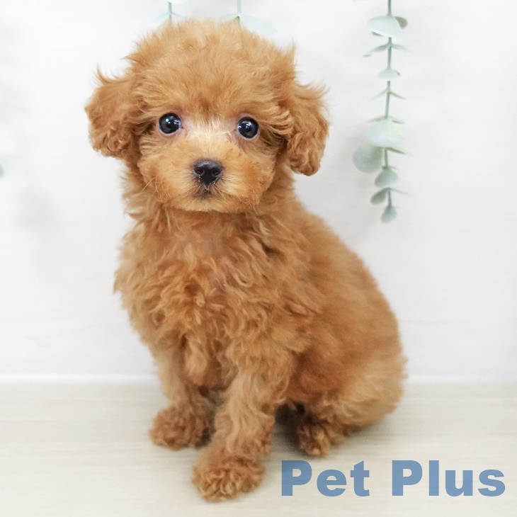 千葉県のトイプードル(トイ) (ペットプラス 八千代緑が丘店/2025年9月20日生まれ/女の子/レッド)の子犬の1枚目の画像