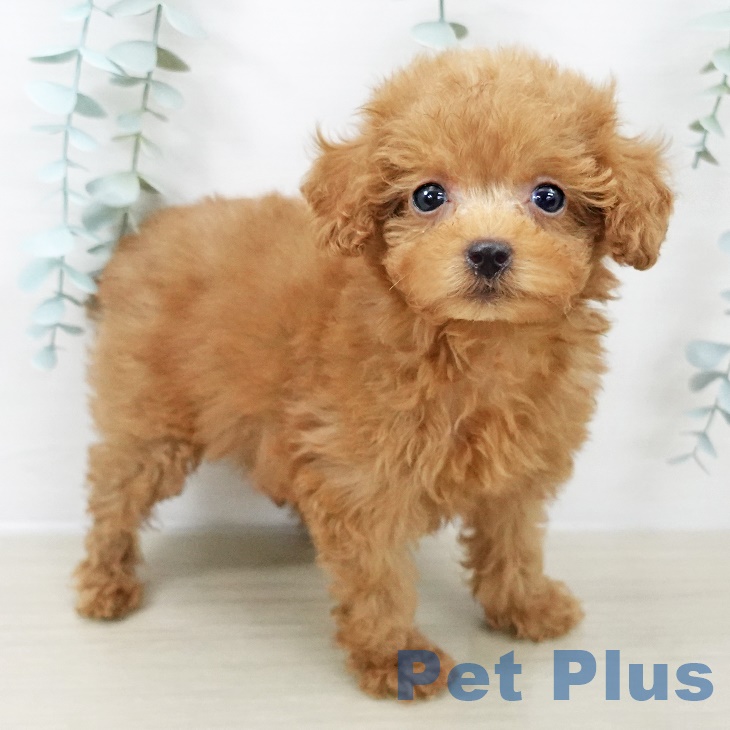 千葉県のトイプードル(トイ) (ペットプラス 八千代緑が丘店/2025年9月20日生まれ/女の子/レッド)の子犬の2枚目の画像