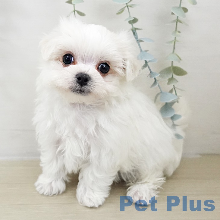 千葉県のマルチーズ (ペットプラス 柏店/2025年9月29日生まれ/男の子/ホワイト)の子犬の1枚目の画像