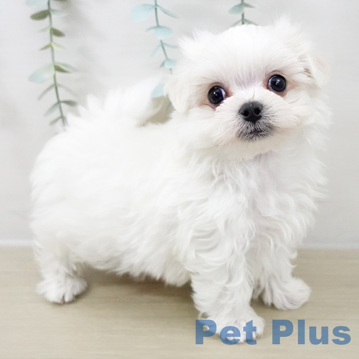 千葉県のマルチーズ (ペットプラス 柏店/2025年9月29日生まれ/男の子/ホワイト)の子犬の2枚目の画像