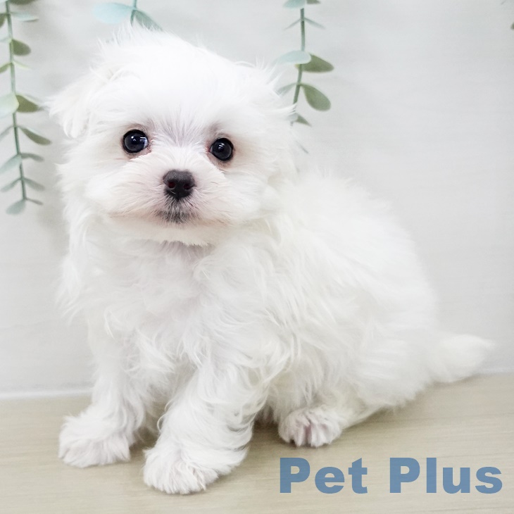 福島県のマルチーズ (ペットプラス 福島店/2025年9月29日生まれ/男の子/ホワイト)の子犬の1枚目の画像