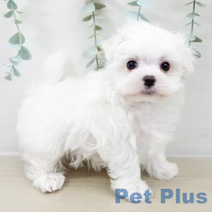 福島県のマルチーズ (ペットプラス 福島店/2025年9月29日生まれ/男の子/ホワイト)の子犬の2枚目の画像