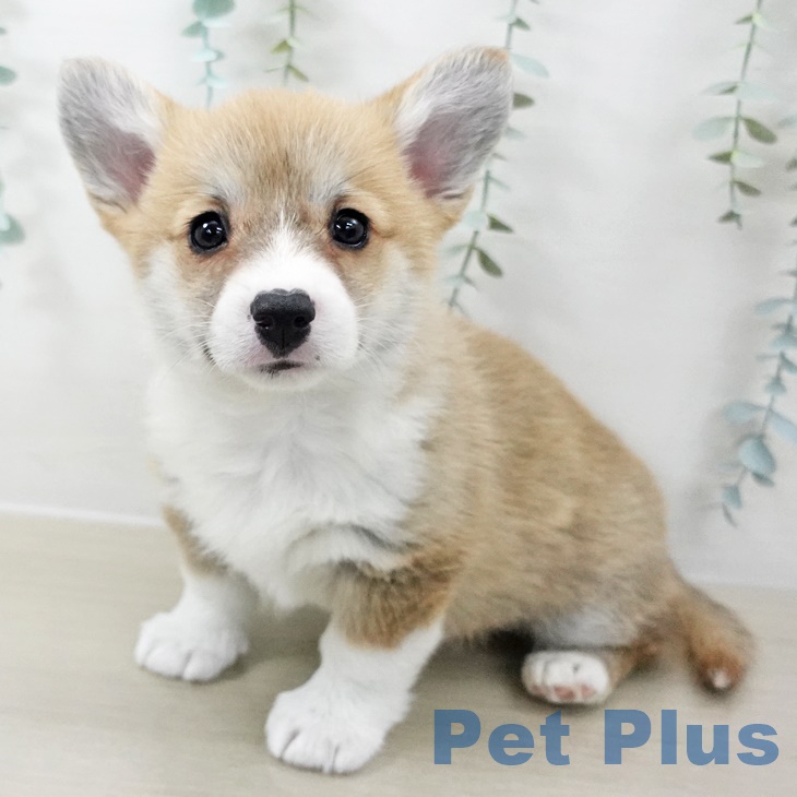 ウェルシュ・コーギー・ペンブローク