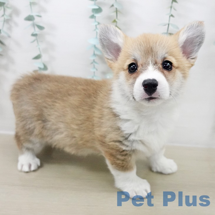 ウェルシュ・コーギー・ペンブロークの写真2