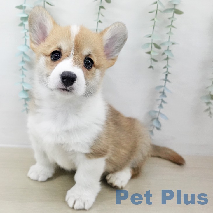 ウェルシュ・コーギー・ペンブローク