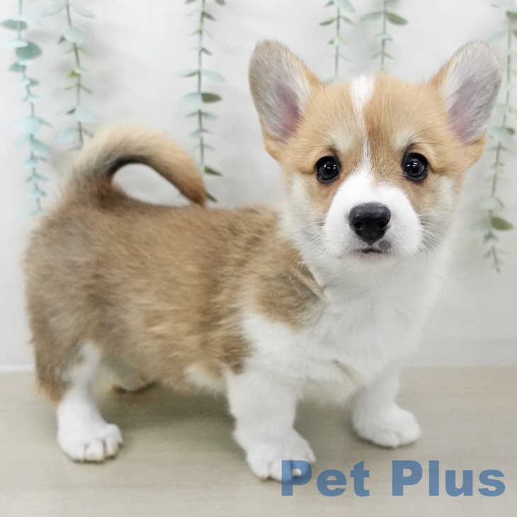 ウェルシュ・コーギー・ペンブロークの写真2