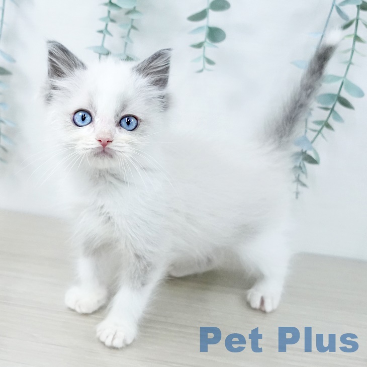 東京都のラグドール (ペットプラス むさし村山店/2025年9月29日生まれ/女の子/ブルーポイントバイカラー)の子猫の1枚目の画像