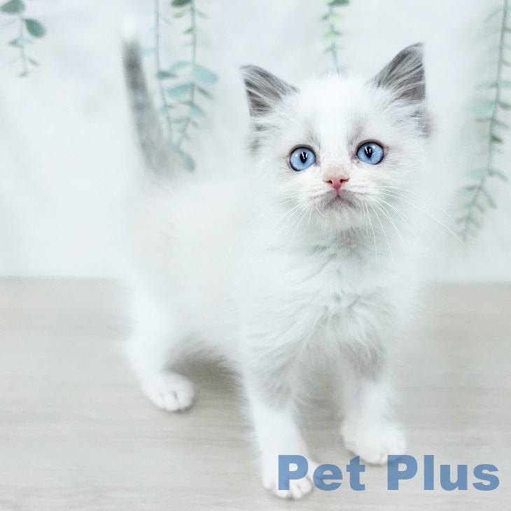 東京都のラグドール (ペットプラス むさし村山店/2025年9月29日生まれ/女の子/ブルーポイントバイカラー)の子猫の2枚目の画像