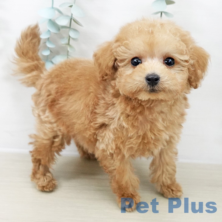 埼玉県のトイプードル(トイ) (ペットプラス 浦和美園店/2025年9月28日生まれ/男の子/アプリコット)の子犬の1枚目の画像