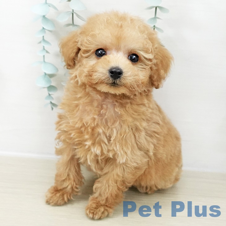 埼玉県のトイプードル(トイ) (ペットプラス 浦和美園店/2025年9月28日生まれ/男の子/アプリコット)の子犬の2枚目の画像