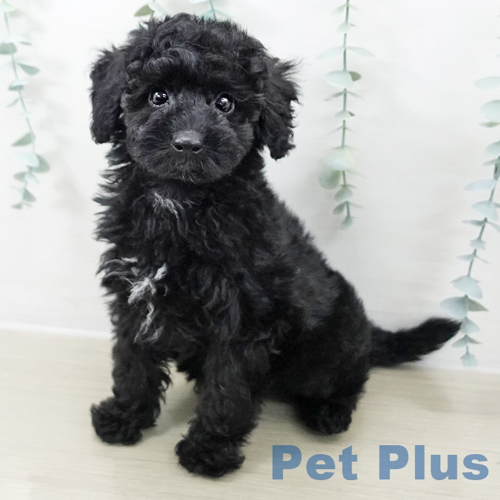 岩手県のトイプードル(トイ) (ペットプラス 盛岡南店/2025年9月28日生まれ/男の子/ブラック)の子犬の1枚目の画像
