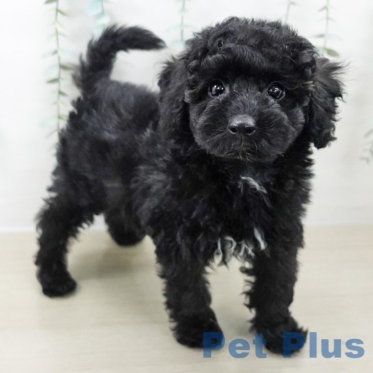 岩手県のトイプードル(トイ) (ペットプラス 盛岡南店/2025年9月28日生まれ/男の子/ブラック)の子犬の2枚目の画像