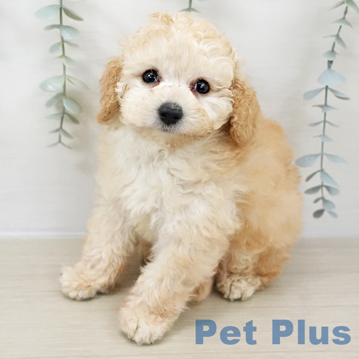 群馬県のトイプードル(トイ) (ペットプラス 前橋店/2025年9月28日生まれ/男の子/アプリコット)の子犬の1枚目の画像
