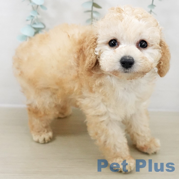 群馬県のトイプードル(トイ) (ペットプラス 前橋店/2025年9月28日生まれ/男の子/アプリコット)の子犬の2枚目の画像