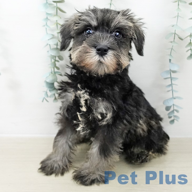 東京都のミニチュアシュナウザー (ペットプラス 立川高島屋S.C.店/2025年9月26日生まれ/男の子/ソルトペッパー)の子犬