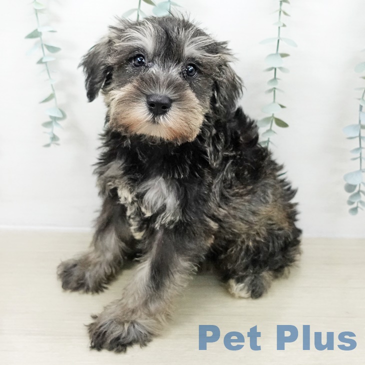 ミニチュア・シュナウザー