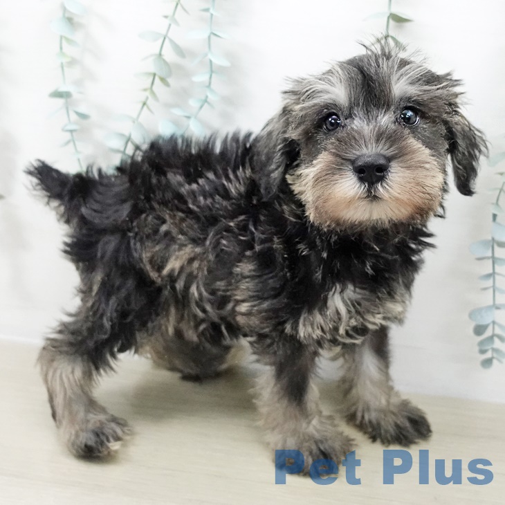 ミニチュア・シュナウザー