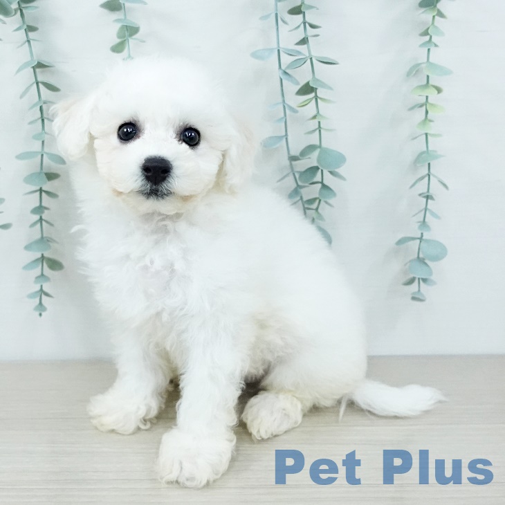 埼玉県のビションフリーゼ (ペットプラス 八潮店/2025年9月25日生まれ/男の子/ホワイト)の子犬の1枚目の画像