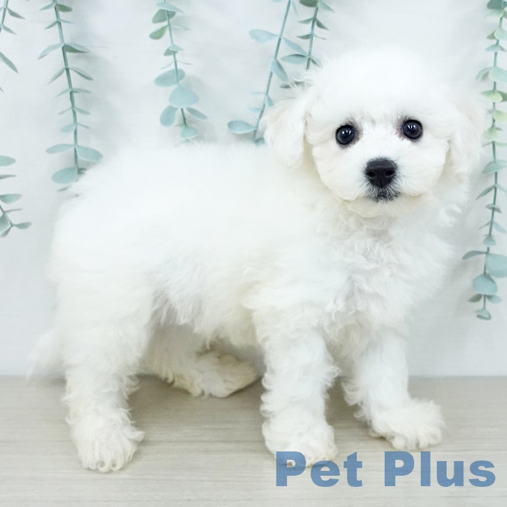 埼玉県のビションフリーゼ (ペットプラス 八潮店/2025年9月25日生まれ/男の子/ホワイト)の子犬の2枚目の画像