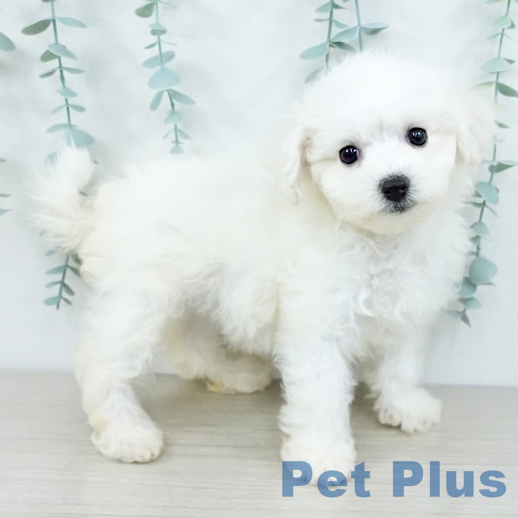 千葉県のビションフリーゼ (ペットプラス 幕張新都心店/2025年9月25日生まれ/女の子/ホワイト)の子犬