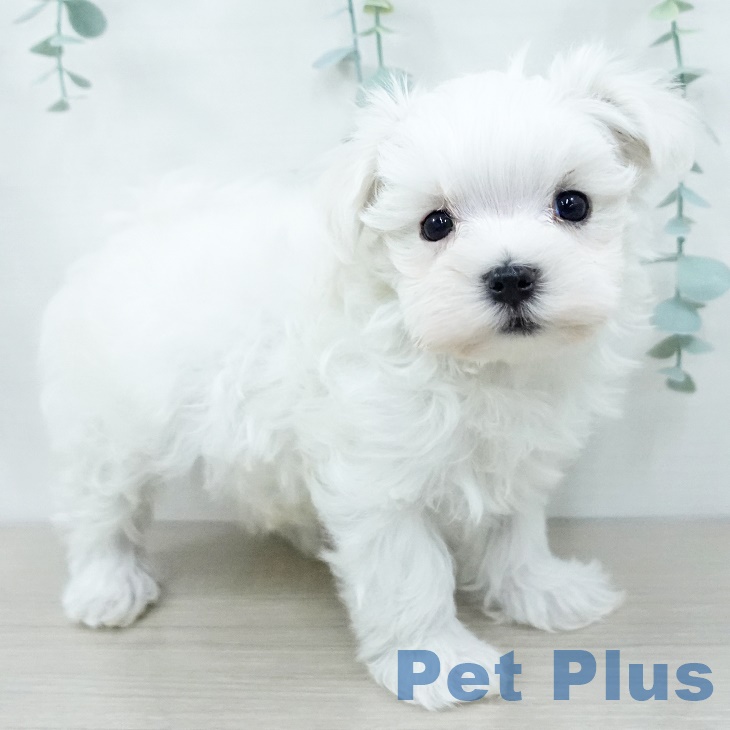 宮城県のマルチーズ (ペットプラス 名取店/2025年9月29日生まれ/男の子/ホワイト)の子犬の1枚目の画像