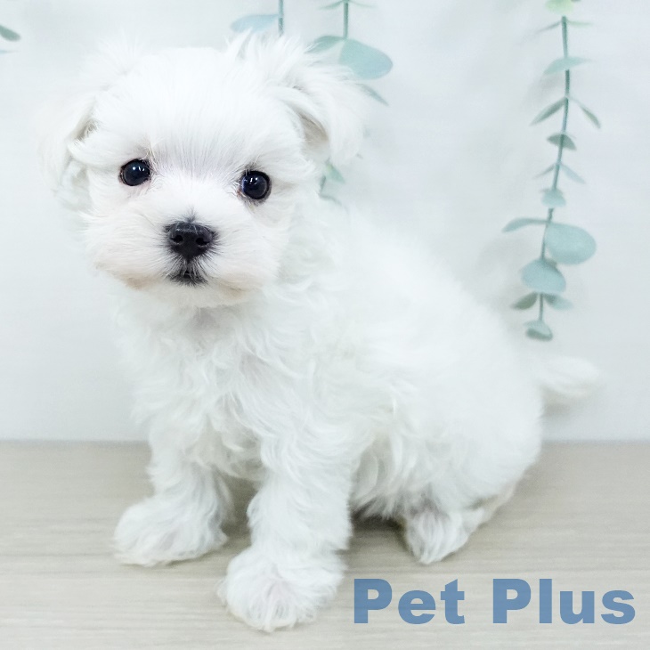 宮城県のマルチーズ (ペットプラス 名取店/2025年9月29日生まれ/男の子/ホワイト)の子犬の2枚目の画像
