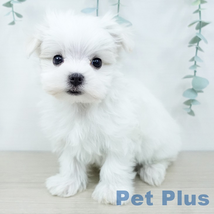 千葉県のマルチーズ (ペットプラス 船橋店/2025年9月29日生まれ/男の子/ホワイト)の子犬の1枚目の画像