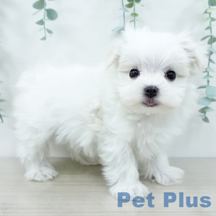 千葉県のマルチーズ (ペットプラス 船橋店/2025年9月29日生まれ/男の子/ホワイト)の子犬の2枚目の画像