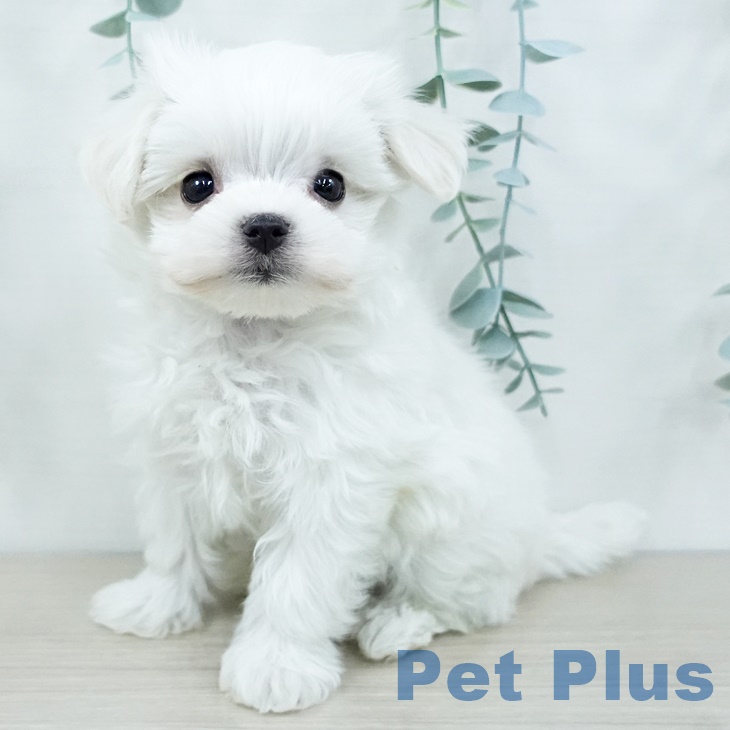 埼玉県のマルチーズ (ペットプラス ピオニウォーク東松山店/2025年9月29日生まれ/男の子/ホワイト)の子犬の1枚目の画像