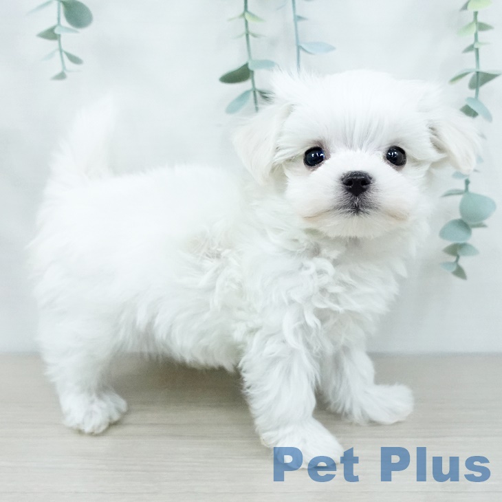 埼玉県のマルチーズ (ペットプラス ピオニウォーク東松山店/2025年9月29日生まれ/男の子/ホワイト)の子犬の2枚目の画像