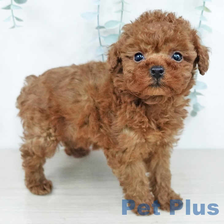 トイ・プードル