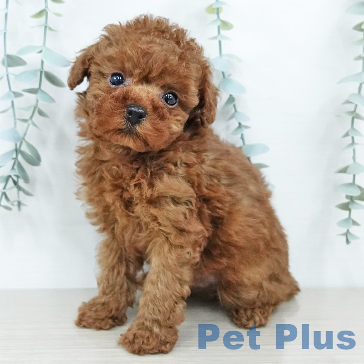 トイ・プードル