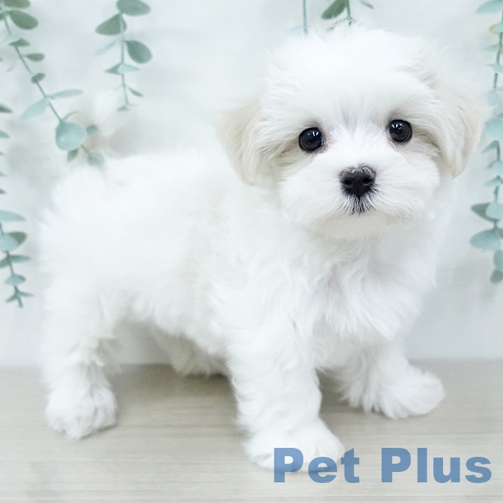 神奈川県のマルチーズ (ペットプラス 天王町店/2025年9月29日生まれ/男の子/ホワイト)の子犬