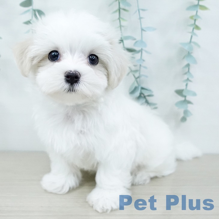 神奈川県のマルチーズ (ペットプラス 天王町店/2025年9月29日生まれ/男の子/ホワイト)の子犬の2枚目の画像