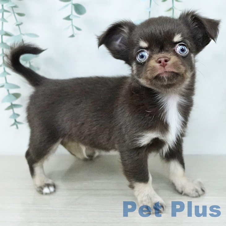 東京都のチワワ(ロング) (ペットプラス 日の出店/2025年10月1日生まれ/男の子/チョコレートタンホワイト)の子犬の1枚目の画像