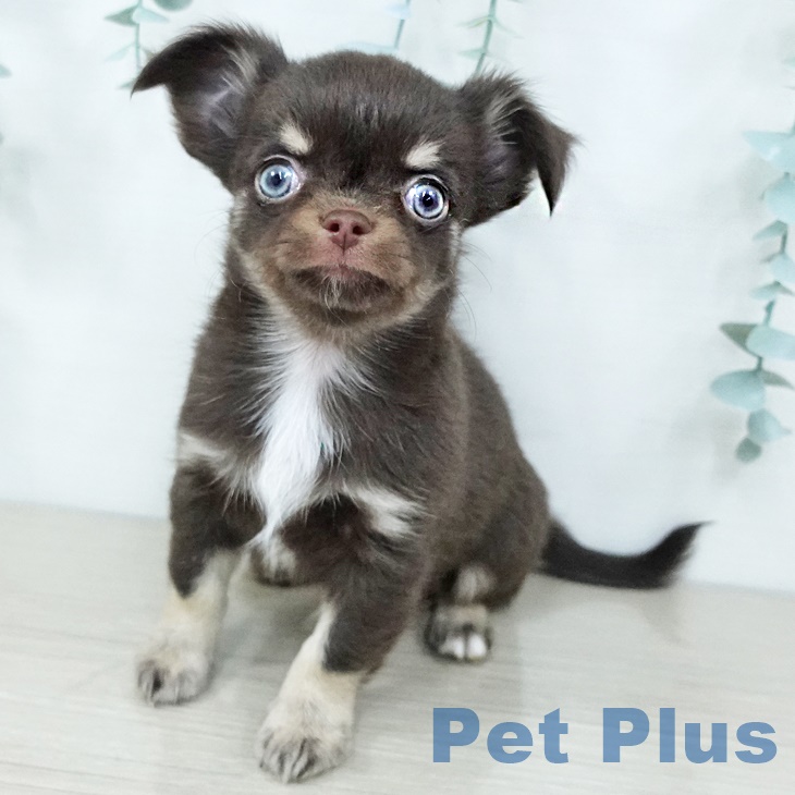 東京都のチワワ(ロング) (ペットプラス 日の出店/2025年10月1日生まれ/男の子/チョコレートタンホワイト)の子犬の2枚目の画像