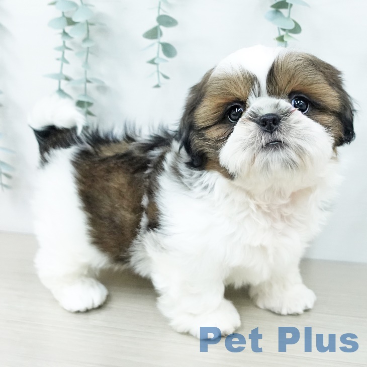 シー・ズーの写真2