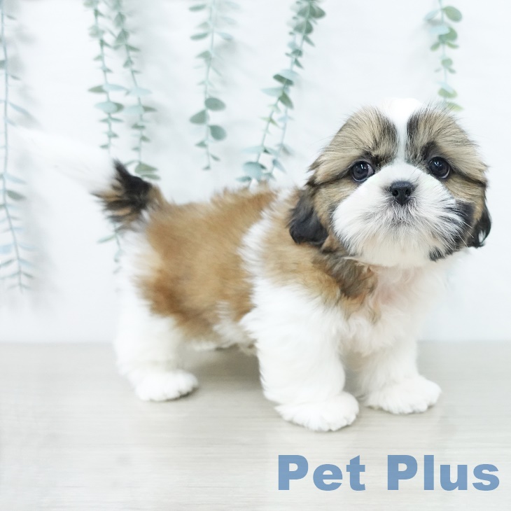 山形県のシーズー (ペットプラス 天童店/2025年10月1日生まれ/男の子/ゴールドホワイト)の子犬の2枚目の画像