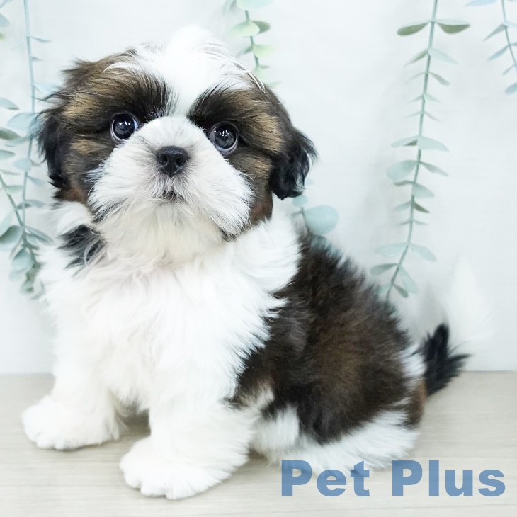 山梨県のシーズー (ペットプラス 甲府昭和店/2025年10月1日生まれ/男の子/ゴールドホワイト)の子犬の1枚目の画像