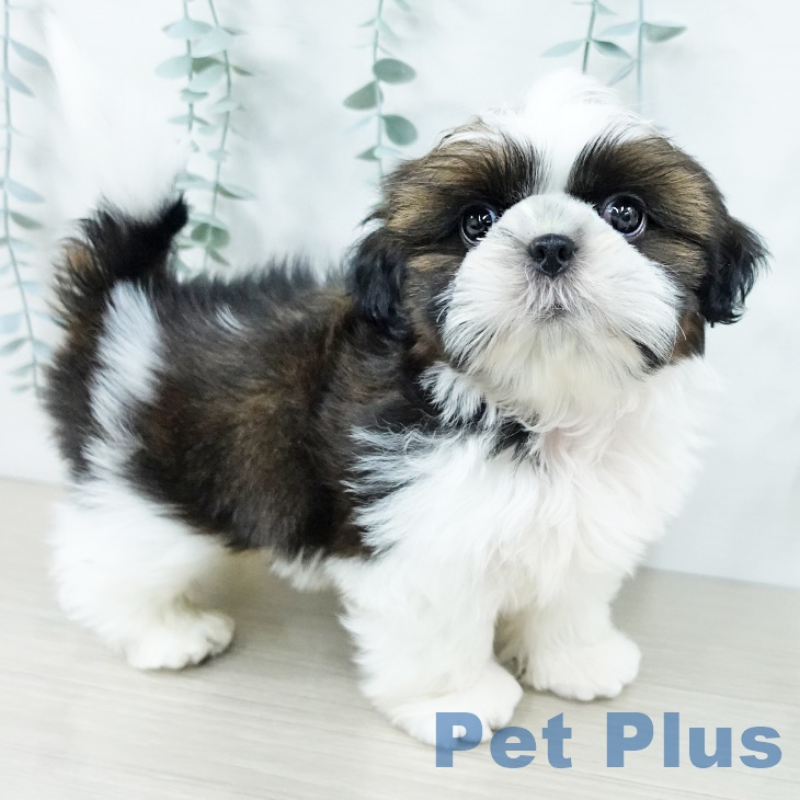 山梨県のシーズー (ペットプラス 甲府昭和店/2025年10月1日生まれ/男の子/ゴールドホワイト)の子犬の2枚目の画像