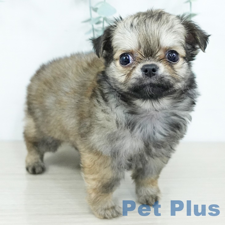 東京都のチワワ(ロング) (ペットプラス アクアシティお台場店/2025年9月29日生まれ/男の子/レッド)の子犬