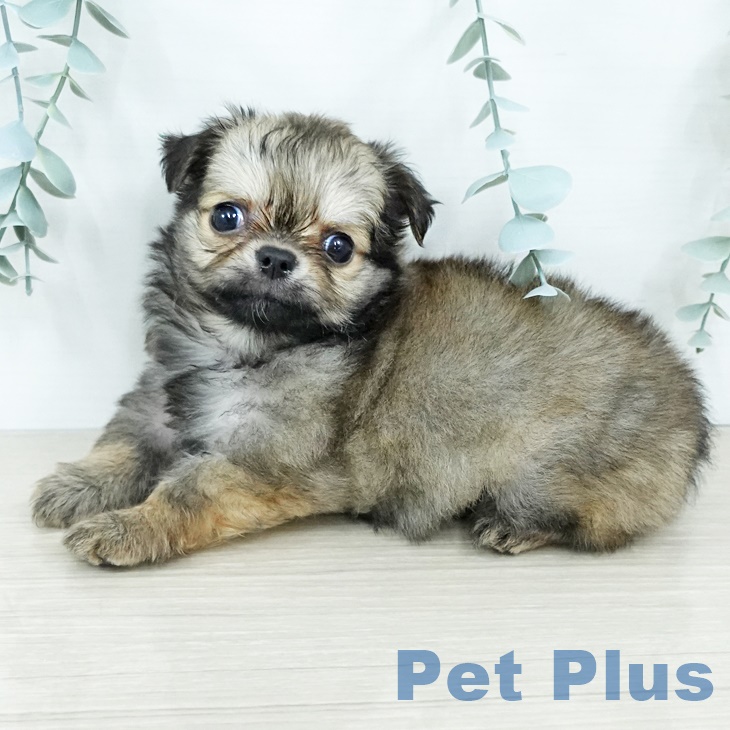 東京都のチワワ(ロング) (ペットプラス アクアシティお台場店/2025年9月29日生まれ/男の子/レッド)の子犬の2枚目の画像