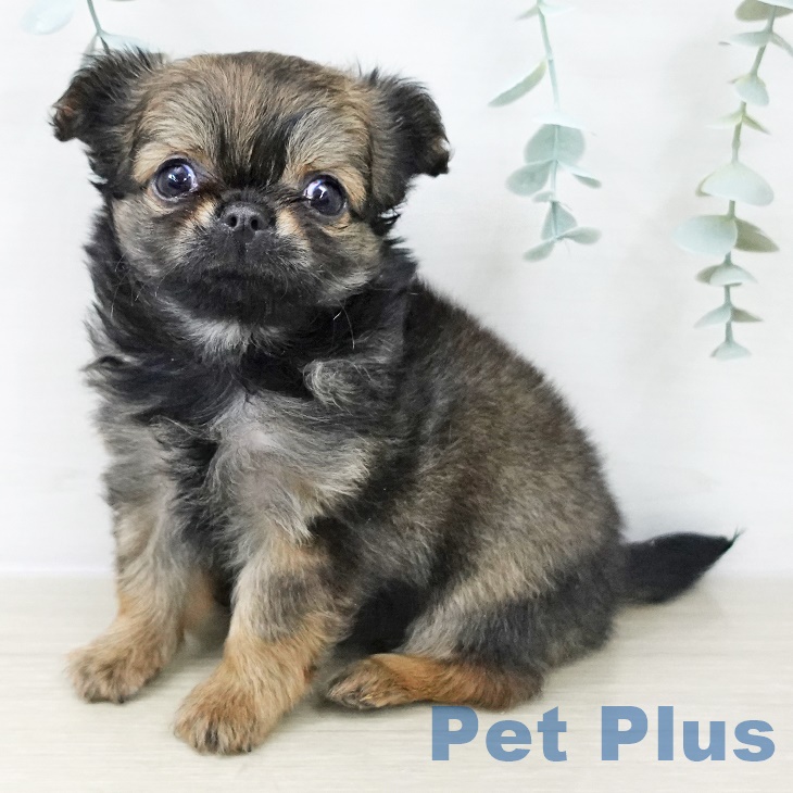 埼玉県のチワワ(ロング) (ペットプラス ららぽーと富士見店/2025年9月29日生まれ/男の子/レッドセーブル)の子犬の1枚目の画像