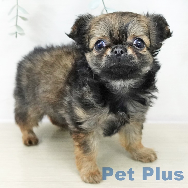 埼玉県のチワワ(ロング) (ペットプラス ららぽーと富士見店/2025年9月29日生まれ/男の子/レッドセーブル)の子犬の2枚目の画像