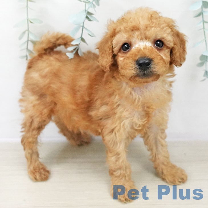 群馬県のトイプードル(トイ) (ペットプラス 前橋店/2025年9月29日生まれ/男の子/レッド)の子犬の1枚目の画像