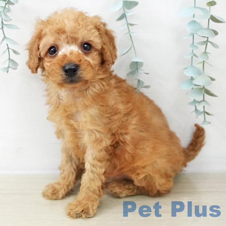 群馬県のトイプードル(トイ) (ペットプラス 前橋店/2025年9月29日生まれ/男の子/レッド)の子犬の2枚目の画像