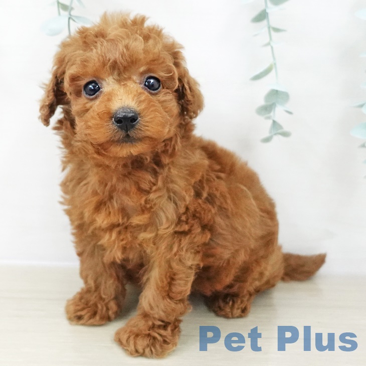 トイ・プードル