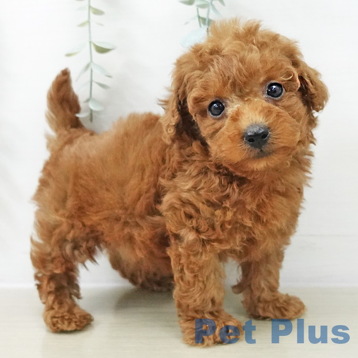 トイ・プードル