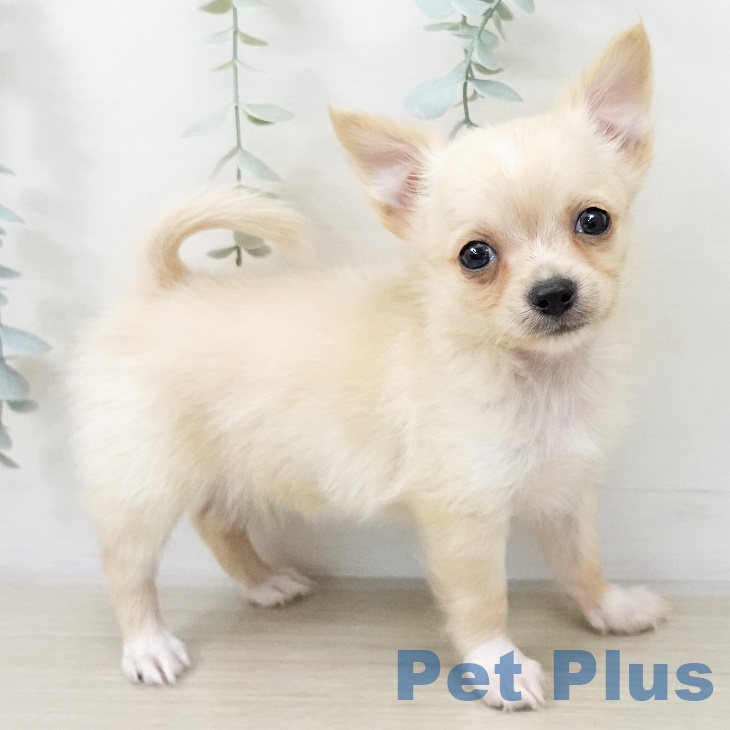 埼玉県のチワワ(ロング) (ペッツワン 新座店/2025年9月24日生まれ/男の子/クリームホワイト)の子犬の1枚目の画像