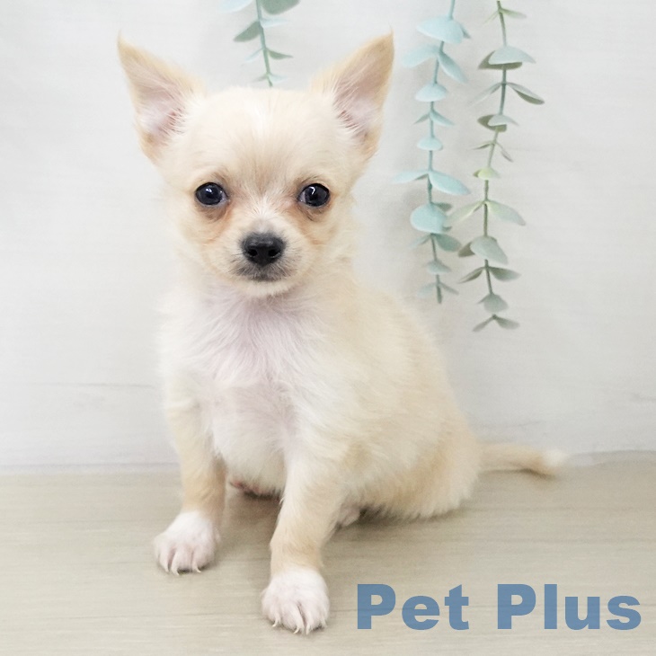 埼玉県のチワワ(ロング) (ペッツワン 新座店/2025年9月24日生まれ/男の子/クリームホワイト)の子犬の2枚目の画像